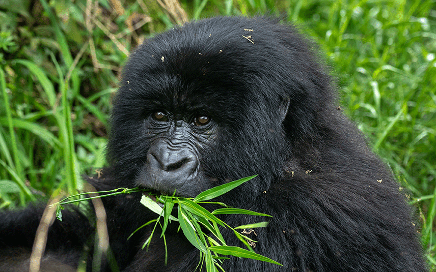 comparing-uganda-rwanda-gorilla-trekking