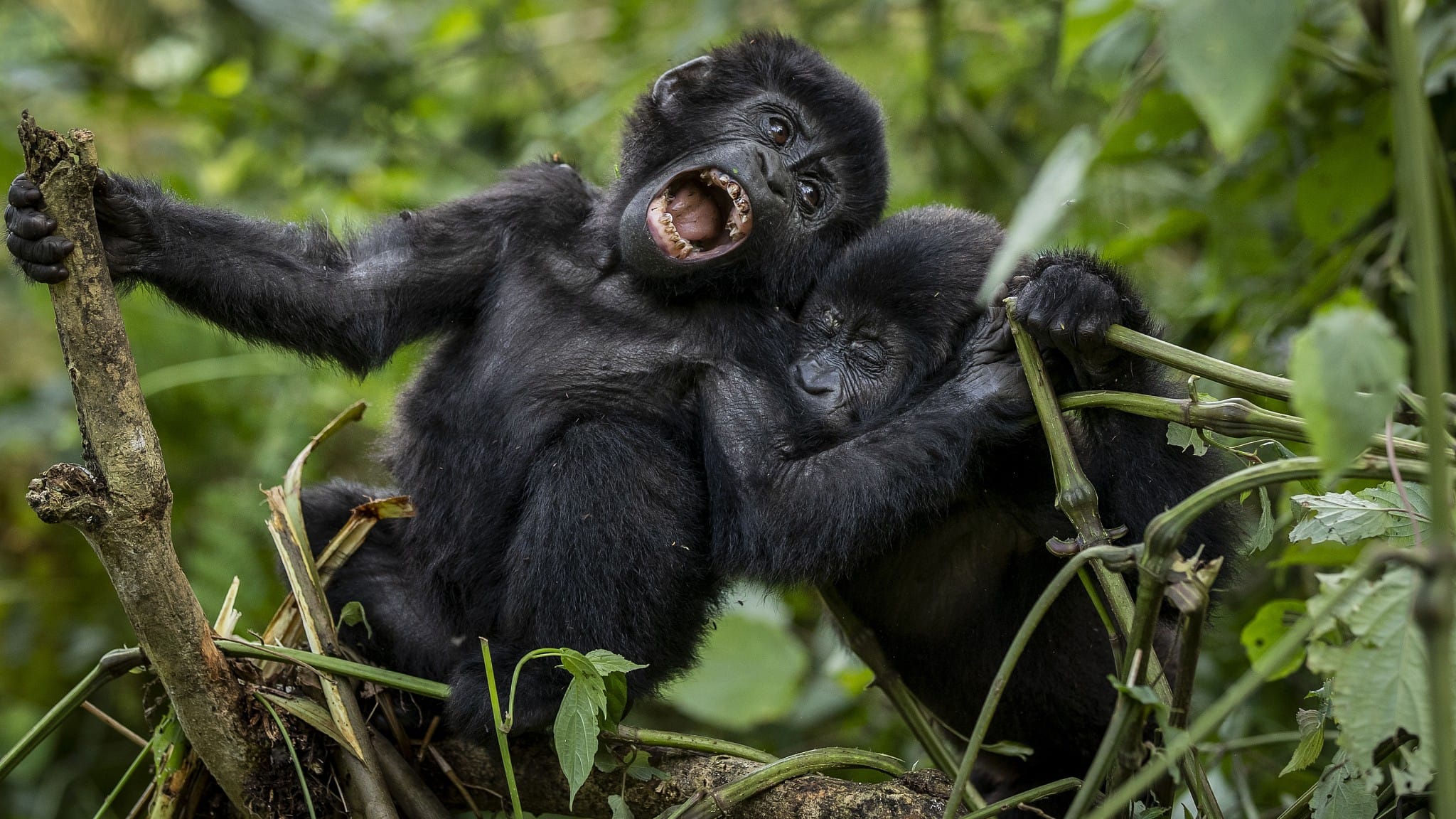5-days-uganda-primate-safari