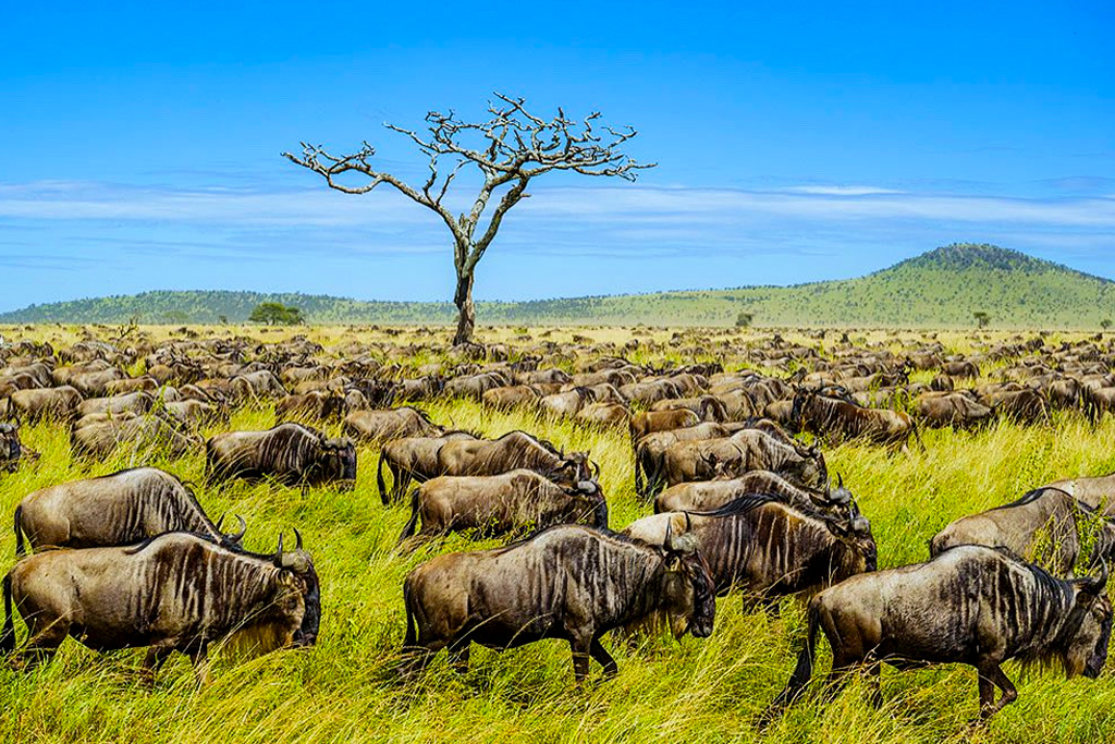 the-great-wildebeest-migration