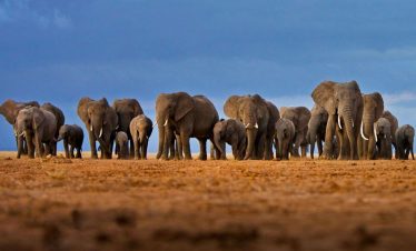 12-days-kenya-tanzania-safari