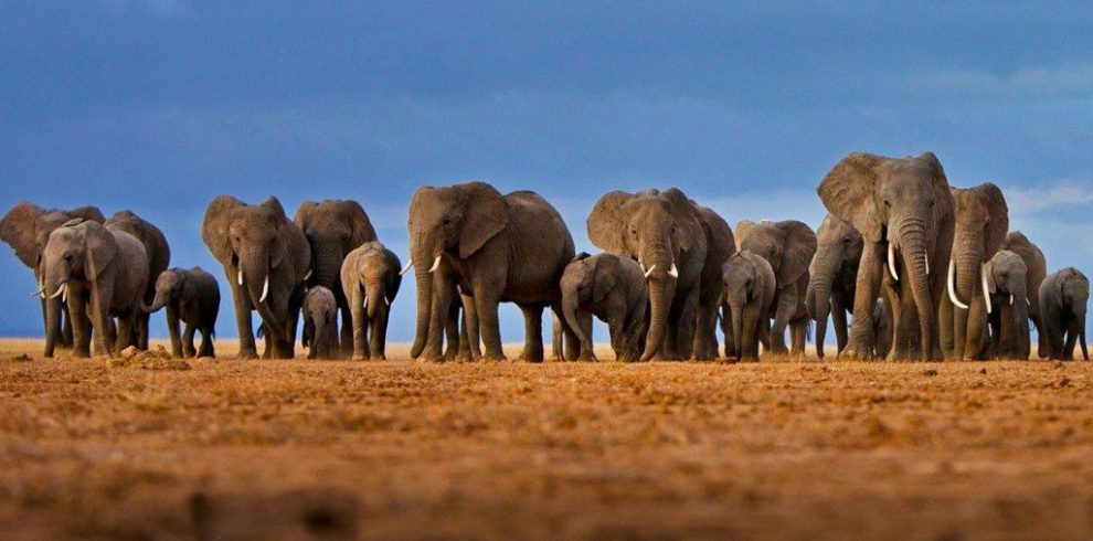 12-days-kenya-tanzania-safari