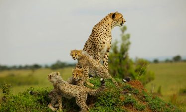 15-days-kenya-and-tanzania-combined-safari