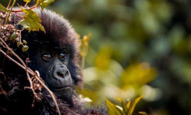 16-days-kenya-tanzania-and-rwanda-safari
