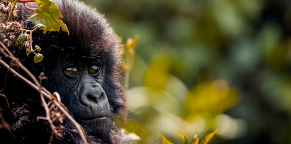 16-days-kenya-tanzania-and-rwanda-safari