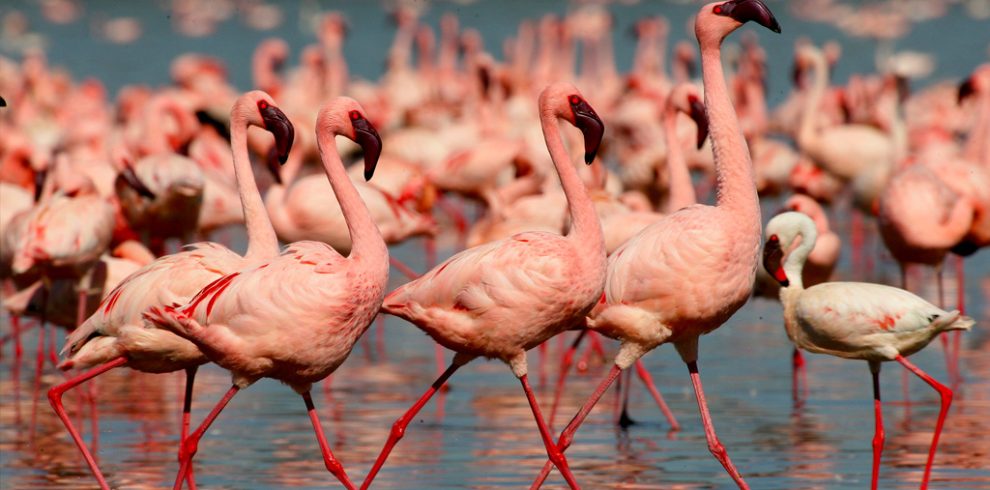 18-days-kenya-tanzania-and-uganda-safari