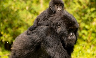 3-days-rwanda-gorilla-safari
