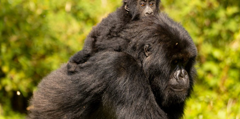 3-days-rwanda-gorilla-safari
