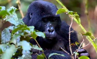 4-days-gorilla-trekking-wildlife-tour