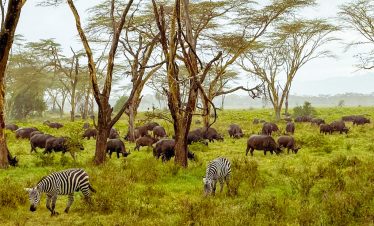 5-days-best-of-kenya-wildlife-safari