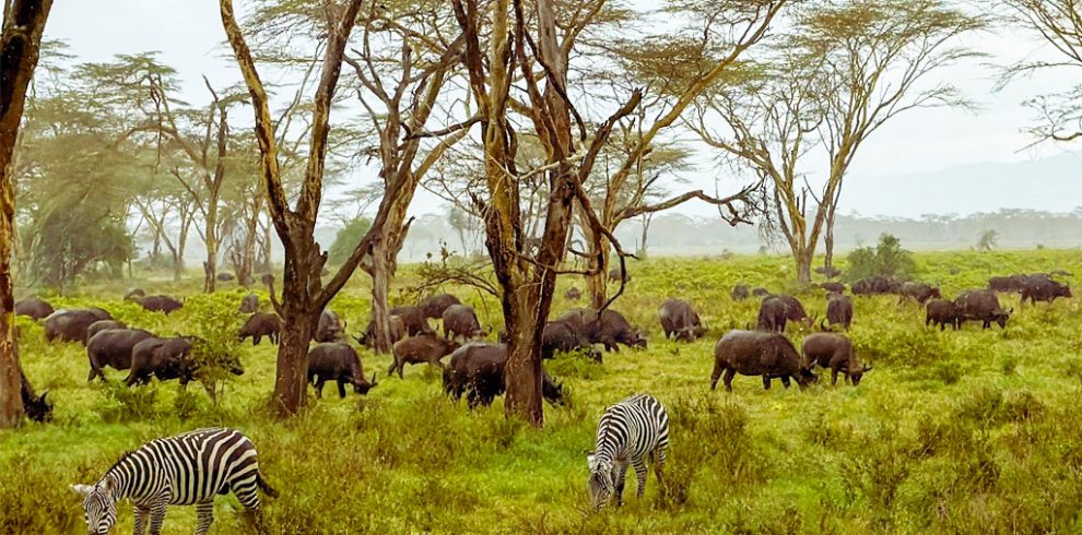 5-days-best-of-kenya-wildlife-safari