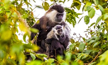 5-days-best-of-nyungwe-akagera-wildlife-safari