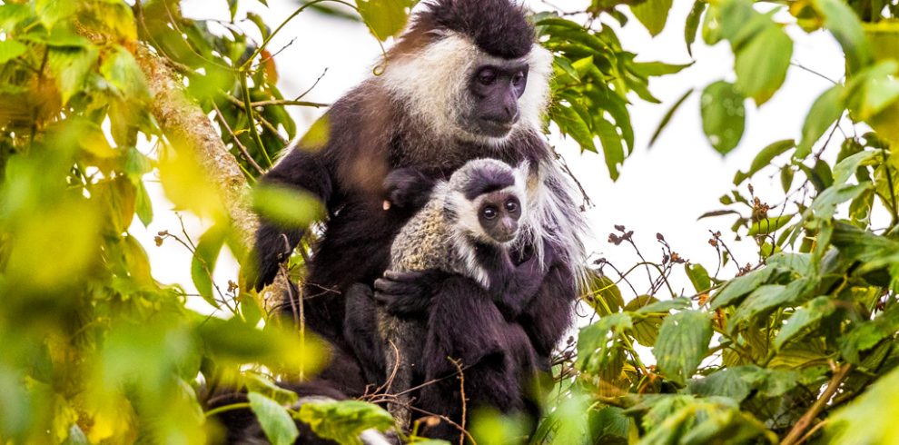 5-days-best-of-nyungwe-akagera-wildlife-safari