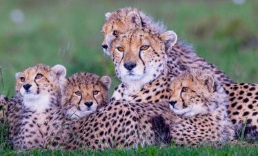 5-days-masai-mara-national-reserve-safari