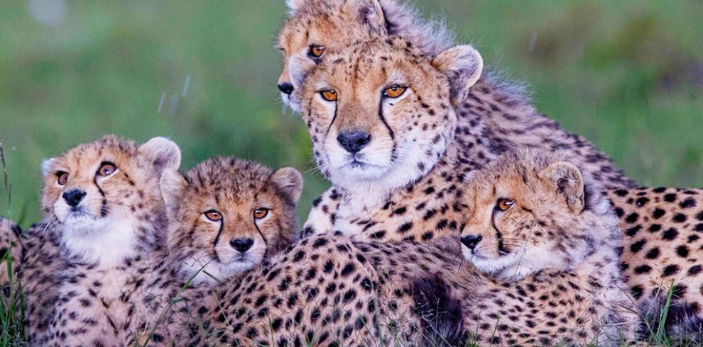 5-days-masai-mara-national-reserve-safari