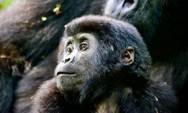 5-days-uganda-primates-safari-tour