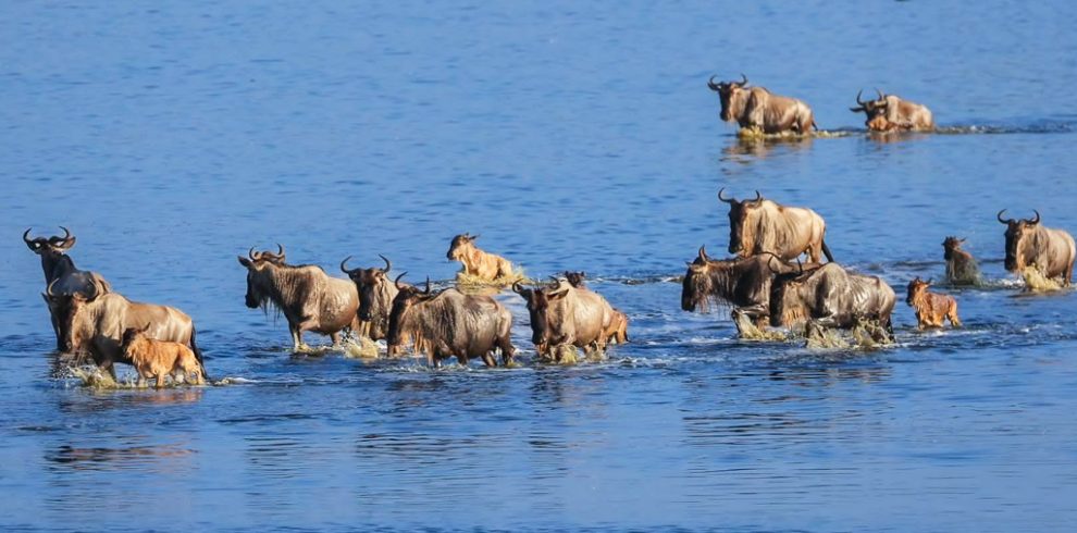 6-days-great-migration-kenya-safari