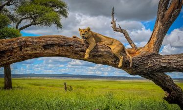 6-days-majestic-tanzania-wildlife-safari
