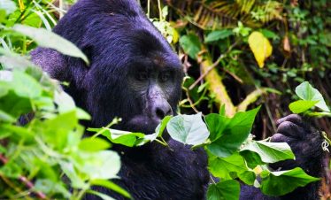 6-days-uganda-wildlife-and-primates-safari