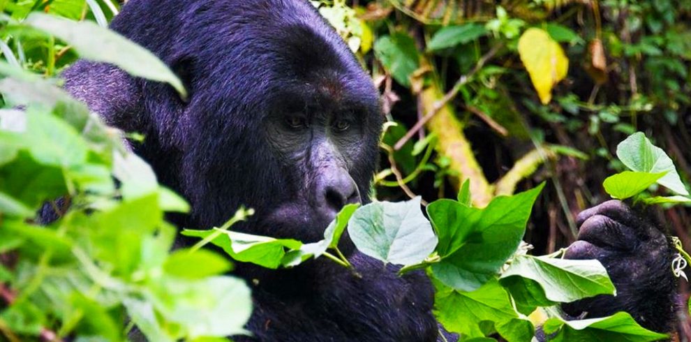 6-days-uganda-wildlife-and-primates-safari