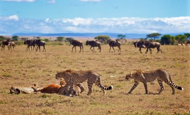 8-days-best-of-kenya-wildlife-safari
