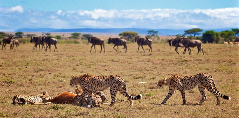 8-days-best-of-kenya-wildlife-safari