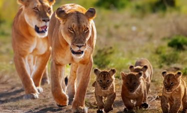 11-days-explore-kenya