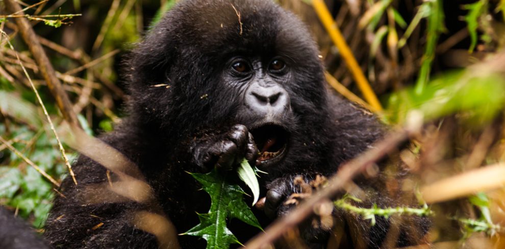 2-days-rwanda-gorilla-trekking-tour