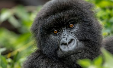 3-days-gorilla-trekking-safari-rwanda