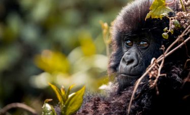 4-days-rwanda-gorilla-trekking-safari