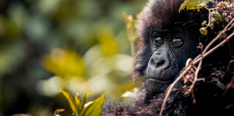 4-days-rwanda-gorilla-trekking-safari