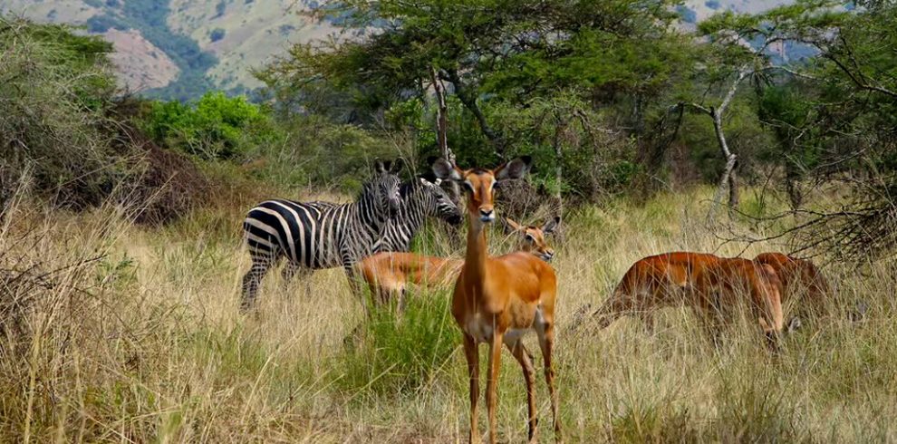 5-day-safari-in-rwanda