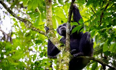 7-days-rwanda-gorillas-chimps-safari