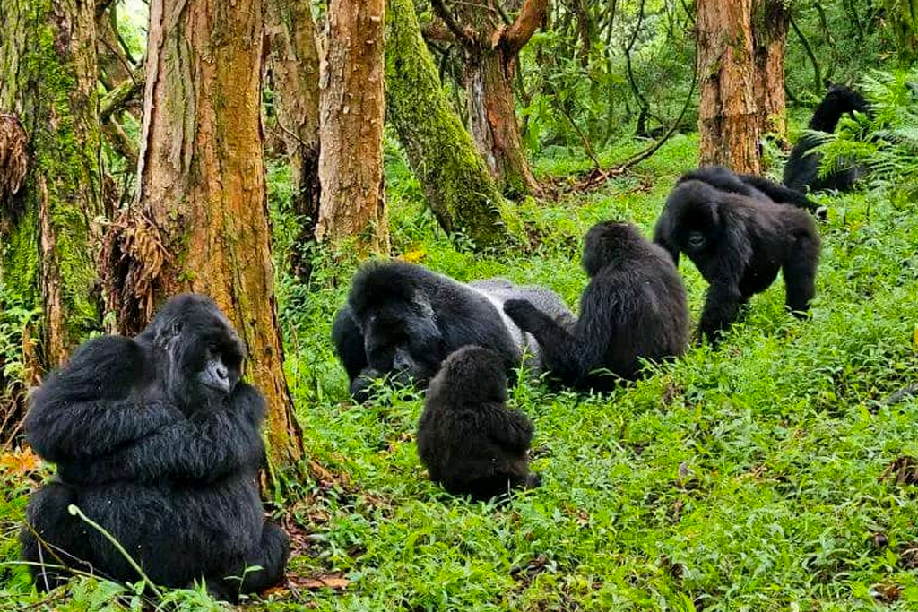 bwindi-or-mgahinga-where-to-go-for-gorilla-trekking-in-uganda