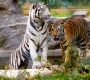 are-there-tigers-in-uganda