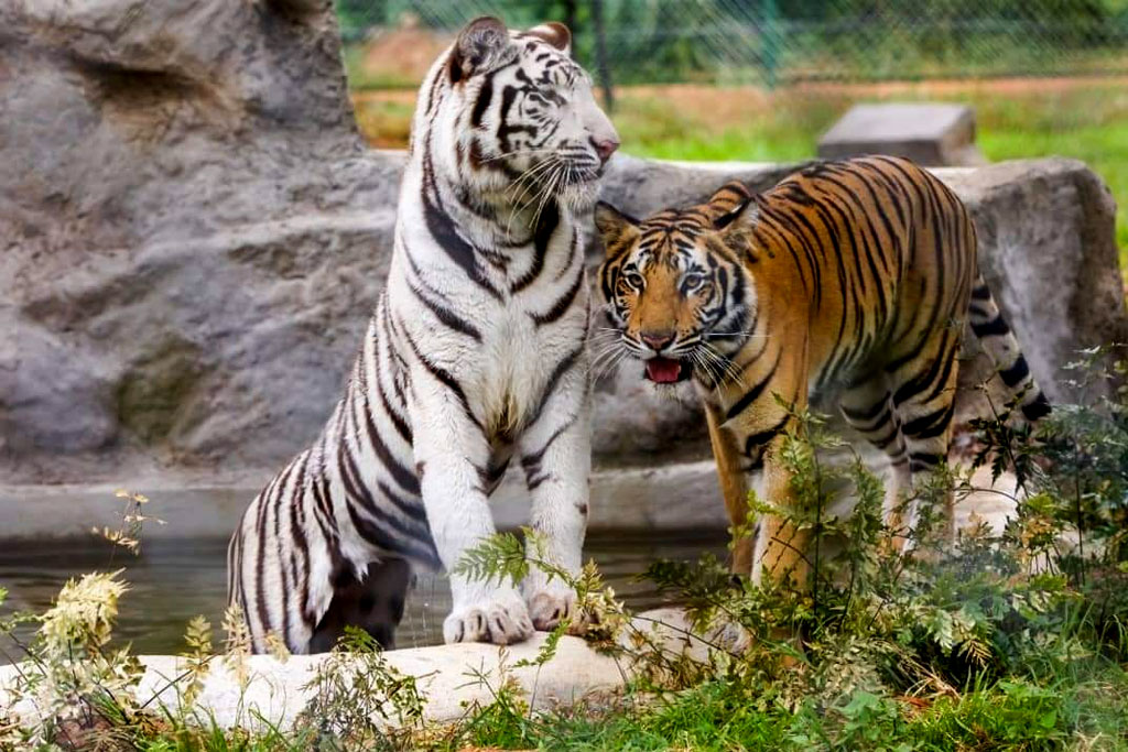 are-there-tigers-in-uganda